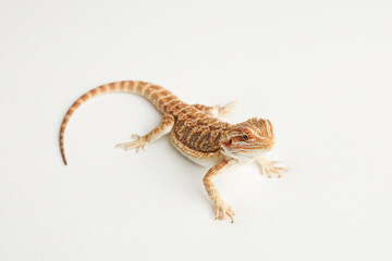 Bearded dragon, pogona vitticeps, isolated on white background, Tiger Pattern Morphs. Professional studio macro photography on isolated white background
