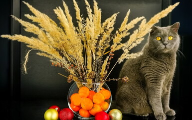 Christmas decorations at home winter. New Year concept. Natural bouquet with dry decor and pampas in vase with tangerines on a dark background.	Gray cat at home.