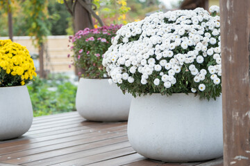 asian style flowerbeds with daisies