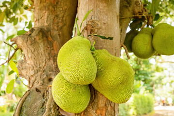 Jack fruits hanging in trees tropical fruit garden