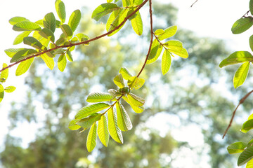 Nature of green leaf using as spring background