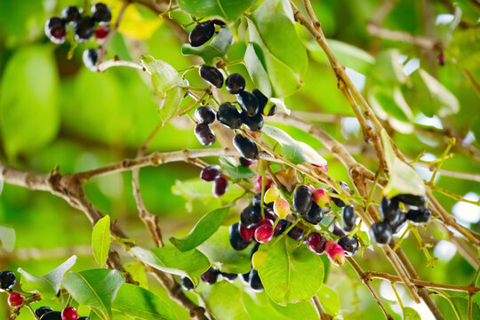 bunch of organic blood red and black Java plum fruits