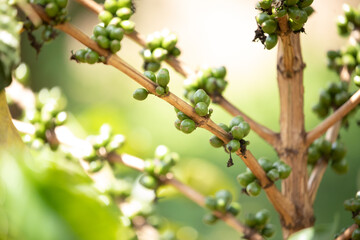 green coffe beans grow up closeup