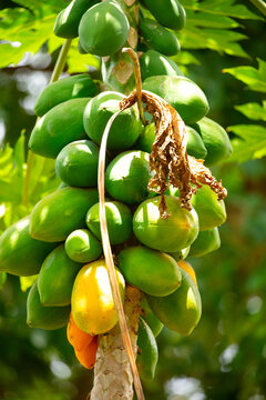 green Papaya fruit on papaya tree in Africa