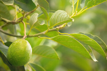 several avocado fruits sing on a tree in africa