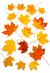 Naklejka na ściany i meble collection of maple leaves isolated on white background