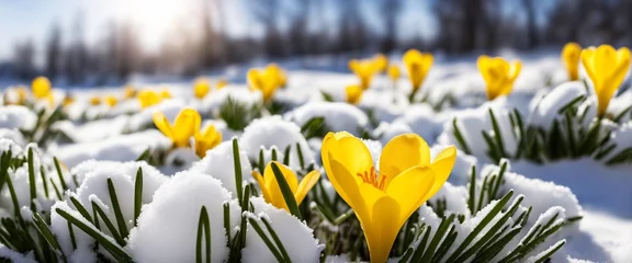 Foto auf Acrylglas yellow flowers outside in a snowy nature landscape © Random_Mentalist