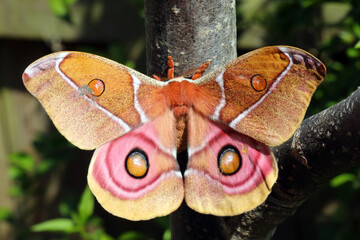 Madagascan Emperor moth on a branch