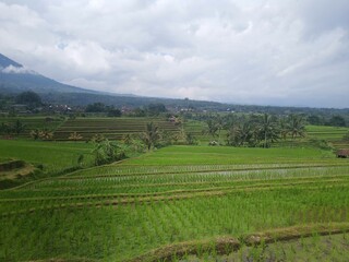 Bali rice terraces are fields arranged in steps on the slopes of the mountains. Protected by UNESCO.