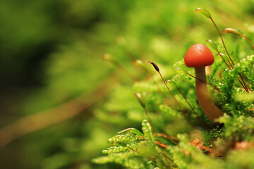 Grzyb na tle mchu