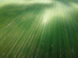 Green agricultural field, aerial view. Farmland landscape. Background. - obrazy, fototapety, plakaty