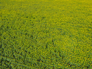 Sunflower field on a sunny day, aerial view. Farm field planted with sunflowers, agricultural landscape.