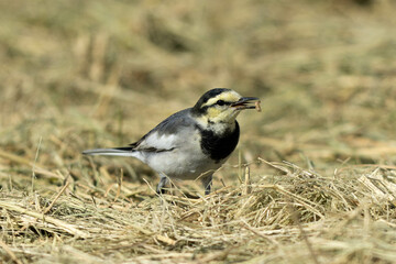 Naklejka premium とても小さな虫をくわえているハクセキレイ