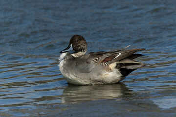 羽繕いに勤しむオナガガモの雄