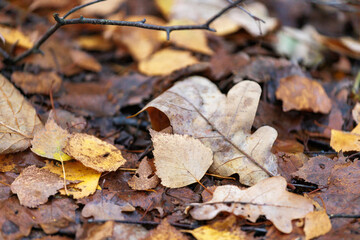 autumn leaves on the ground