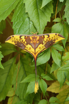 African Moon Moth male on tree