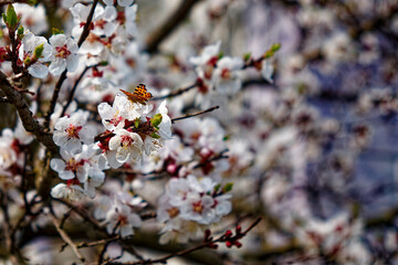 A butterfly, its vibrant orange wings contrasting beautifully against the white and pink apricot blossom flowers in full bloom on a tree branch. A butterfly sits on a branch of blooming apricots.