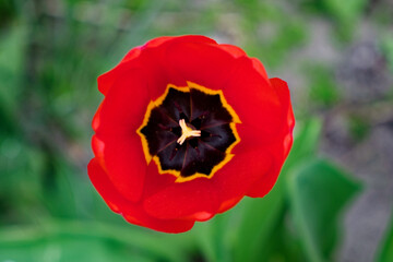 Spring's beauty is vividly captured in a close-up shot of a red tulip, with its vibrant petals encircling a striking black center and yellow stamen, showcasing nature's splendor.