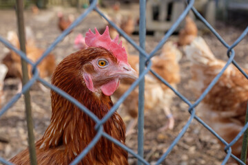 Huhn im Freigelände im Profil vor Hühnerschar hinter Maschendrahtzaun