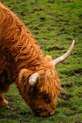 scottish highland cow