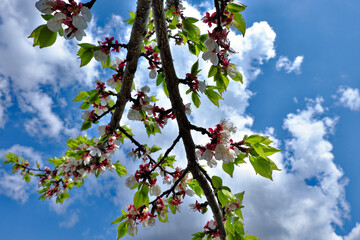 A plum blossom tree branch in full bloom against a backdrop of a clear blue sky dotted with fluffy white clouds. Flowering plum tree branch against the sky.