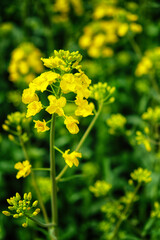 A stem of a blooming rapeseed, close-up. Yellow flowers.