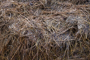 A pile of dry dung, showcasing its texture and color. It represents rural life, agriculture. Cow dung as a background. A pile of dry livestock litter.