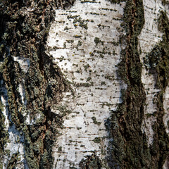 A close-up photo of a tree bark with moss and lichen growing on it. Birch tree bark as a background. Textured wood bark.