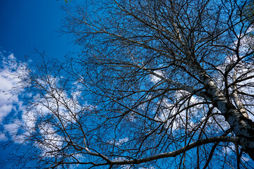A tall tree with a white trunk and bare branches against a blue sky. Birch branches on a background of blue sky in spring.