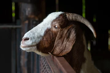 Deurstickers Portrait of boer goat in the zoo © sherlesi 