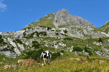 Almweide am Schadonapass mit Hochkünzelspitze; Bregenzerwald; Vorarlberg; Österreich;
