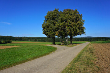Weggabelung mit Baumgruppe auf der Schwäbischen Alb, Baden Württemberg; Deutschland