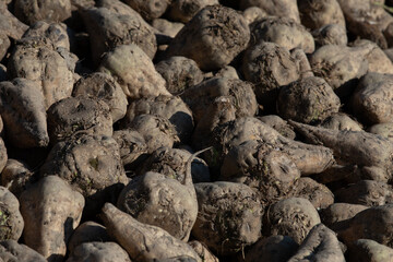 Close up of big pile of harvested fodder beets