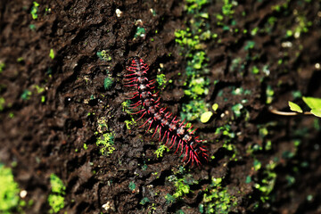 Dragon Millipedes (Desmoxytes planata) from southeast Asian rainforest