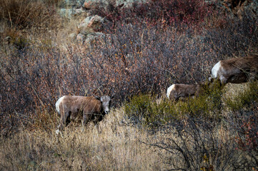 bighorn sheep in colorado