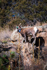 goat on mountain rock