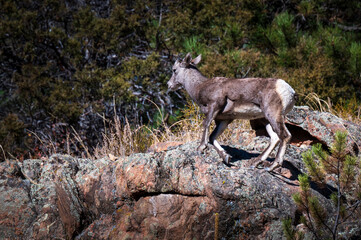 mountain sheep on the rocks