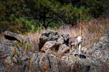 young bighorn sheep on rock