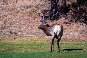 elk on golf course