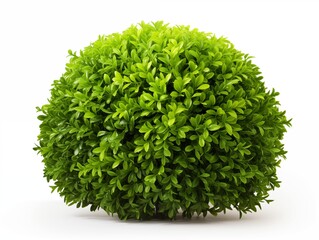 Green bush isolated on white background. For garden design concept