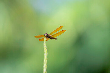 Fragile orange dragonfly with translucent wings with green background