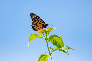 Beautiful Monarch butterfly feeding on flowers isolated in the blue sky - Powered by Adobe