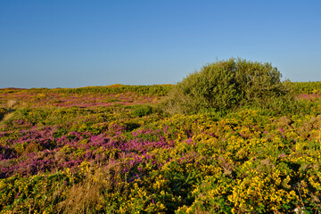 Fototapeta na wymiar fields of heather and broom at Cap Fréhel, a peninsula in Côtes-d'Armor, in northern Brittany, France
