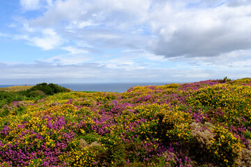 Fototapeta premium fields of heather and broom at Cap Fréhel, a peninsula in Côtes-d'Armor, in northern Brittany, France