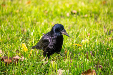 a crow walks through the green grass looking for food