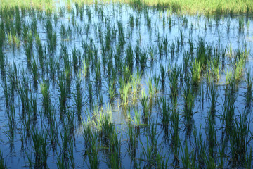 rice plantation in Ebro delta river