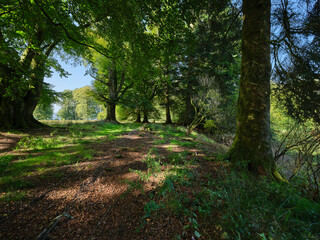 A September sunlit view highlighting viariety of old trees in parkland by Strachur Bay. Argyll, Scotland