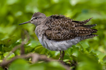 Wood Sandpiper
