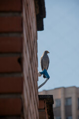 bird of prey hawk white back ground