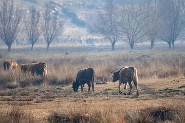 Cows graze on the meadow in the morning